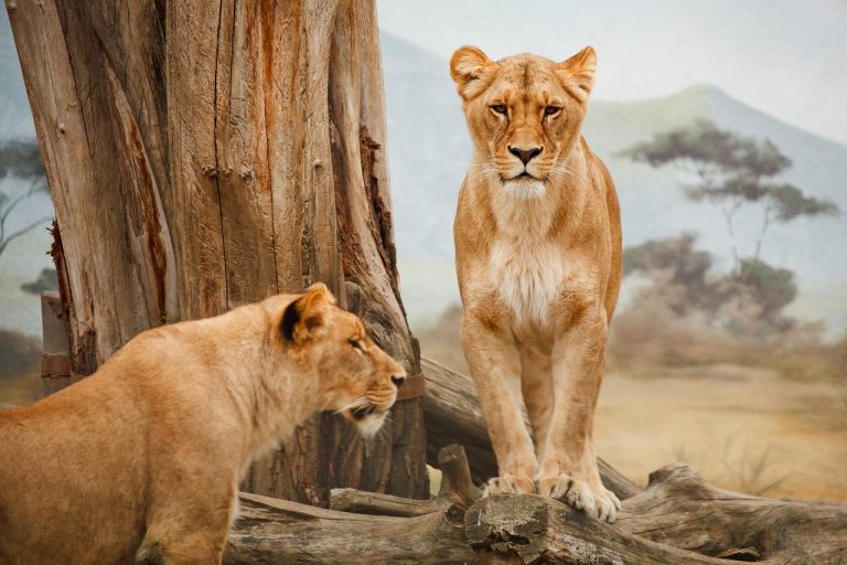 lions-21787_1280