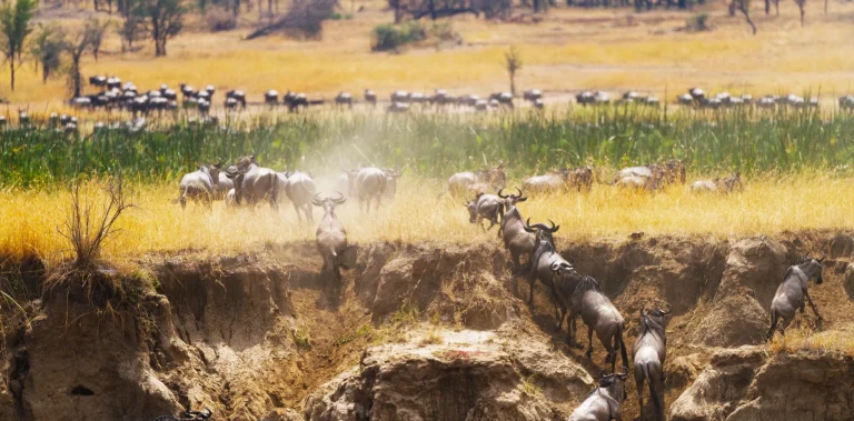 the-drama-of-wildebeest-migration-in-serengeti-a-survival-story-banner-scaled